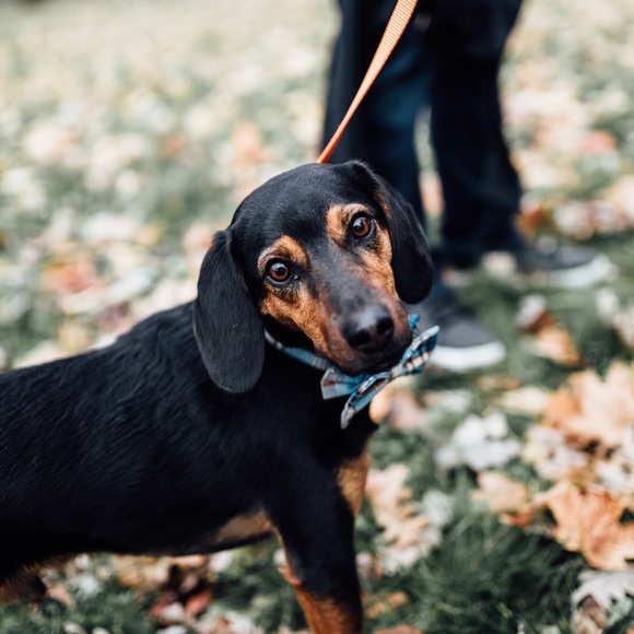 Meet your Posher, Rachel - Picture 3 of 6